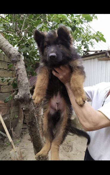 İtlər: Alman çoban iti, 3 ay, Erkek, Peyvəndli — 9