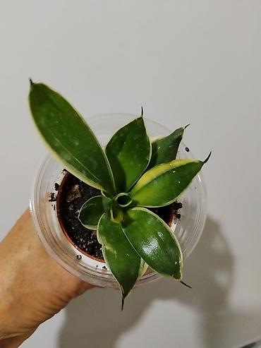 глоксинию: Глоксиния (Sinningia speciosa) в горшке.250с 2.Монстера Альба — 7
