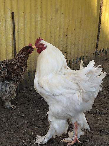 Куры, петухи: Продаю | Петух | Для разведения, На забой — 7