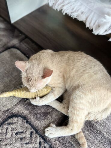 Отдам даром кошку: Кошка даром: Беспородная, 11 месяцев, Мальчик, Кастрирована, Приучена к лотку, Проглистована — 3