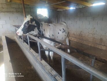 Коровы, быки: Продаю | Тёлка | Голштин | Для разведения | Племенные
