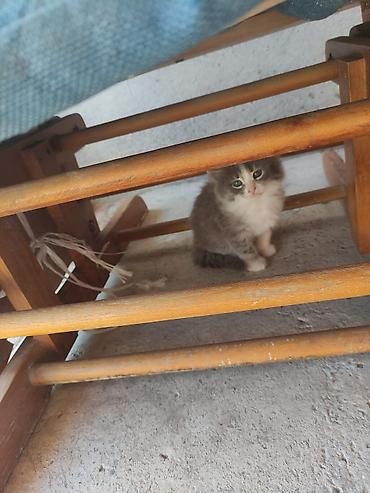 Pişiklər: Yaxşı əllərə — 3