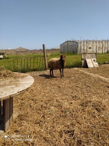 qoyun sekli: Erkək, Qala, il: 1, 80 kq, Damazlıq, Ünvandan götürmə