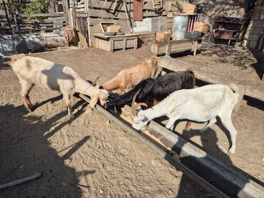 Inəklər, öküzlər: 4 u birlikde 800 m
tek tek qiymet ferqlidir

-