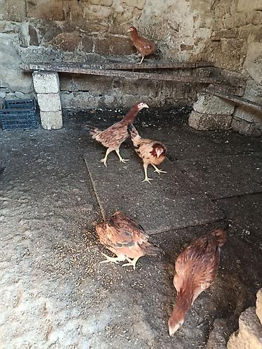 Toyuqlar: Toyuq, Yumurtalıq -da lalafo.az — 2 Toyuqlar: Toyuq, Yumurtalıq — 2