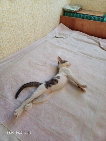 котята в добрые руки: Кошка даром: Беспородная, 2 месяца, Мальчик, Приучена к лотку, Проглистована