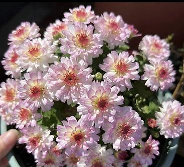 Хризантема: Продается хризантема мультифлора и корейская. Подростки. По 80 сом — 12