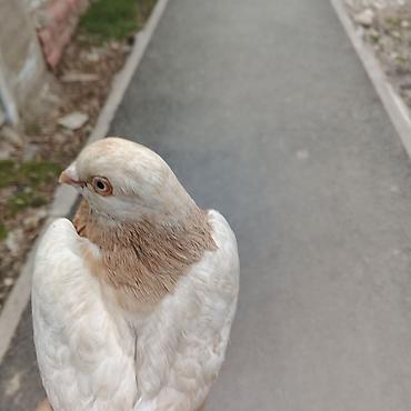 Другие с/х животные: Касмач +такла самец маладой играет не играет не знаю Подходит: - для — 1