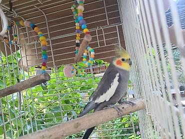 heyvan seksi.com: Nimfa (Cockatiel) tutuquşu – boz rəng, ağ qanad ləkələri, sarı çeper — 2