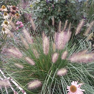 Другие садовые цветы и кустарники: Продаю разные цветы,злаковые: овсяница сизая,мискантус от 200с — 23