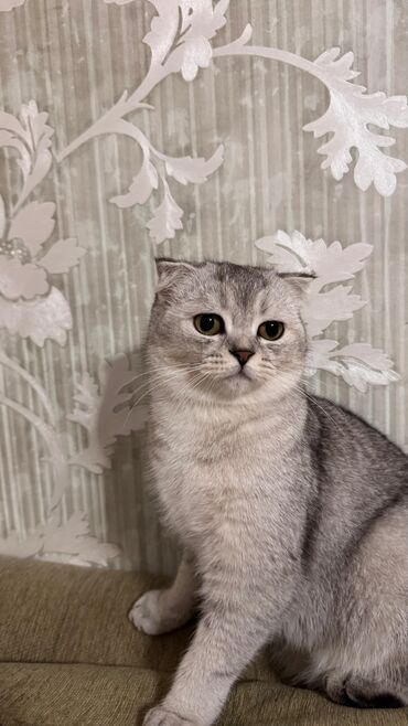 Pişiklər: Şotland yastı qulaq, Dişi, Yaxşı əllərə, Ödənişli çatdırılma — 18