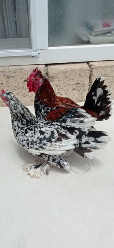 Satilir ve ya barter edilir. Barter ( Lal ordek, tutuqusi, goyercinle
