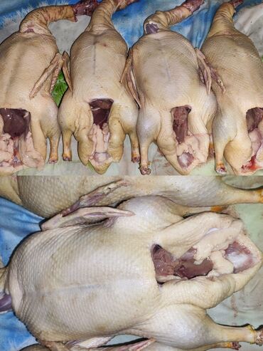 продам шиповник: 2 кг, Самовывоз, Платная доставка
