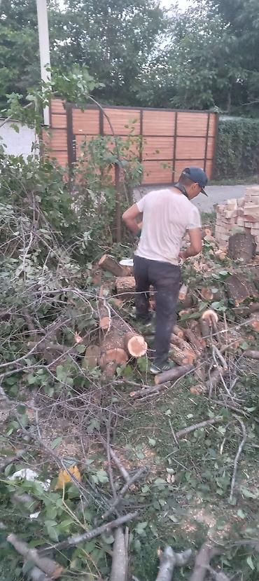 Спил деревьев, заготовка дров: Бак кыйабыз отун аралайбыз. ар кандай кыйынчылыктагы 24/7 чалып — 7