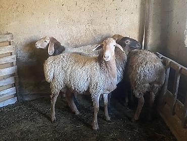 Продам с/х животных: Продаю | Овца (самка), Баран (самец) | Полукровка | На забой, Для разведения | Осеменитель, Матка, Ярка — 1