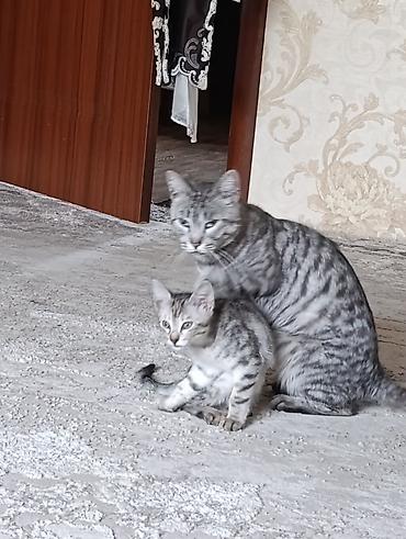 кошк: Котёнок серо-полосатого окраса (табби). Описание: - Окрас — 3