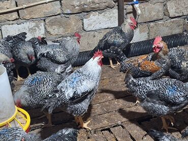 Xoruzlar: Xoruz, il: <1, Ünvandan götürmə — 8