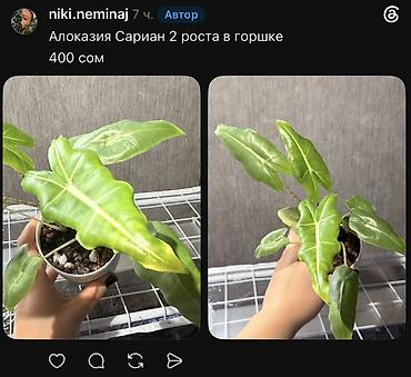 Фикусы: Внимание, освобождаю полки. Фикусы, сингониумы, Филодендроны детки — 29