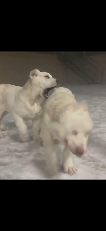 İtlər: Alabay — 8