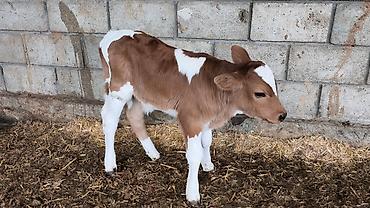 Коровы, быки: Продаю | Бык (самец) | Симментальская | Для разведения — 7