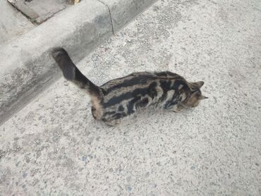 продажа домашних животных: SOS!!! Безответственные хозяева выбросили породистую кошку на улицу