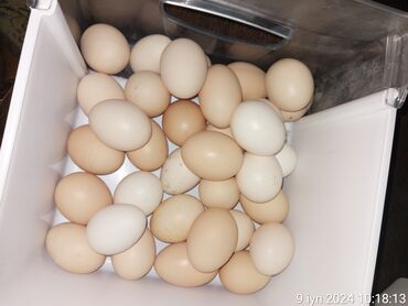 Yumurta: Yumurta.ORGANİK.heyetde geze toyuqların yumurtası.25q Satlir.Vatssapa