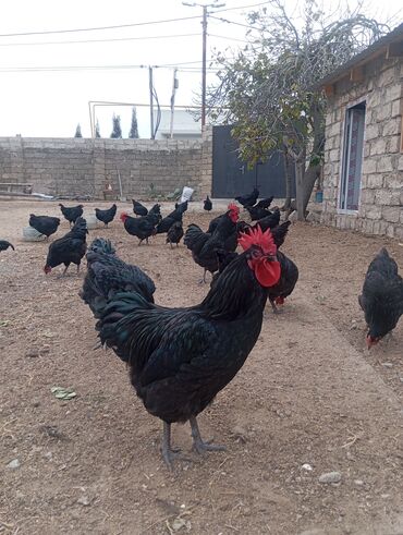 Xoruzlar: Məhsul: Ev şəraitində saxlanılan uzun quyruğ Alman sortu olan astralop — 6