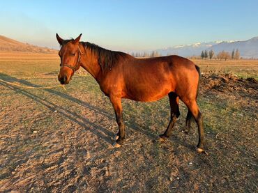 домик для кот: Продаю | Кобыла (самка) | Полукровка | Для разведения