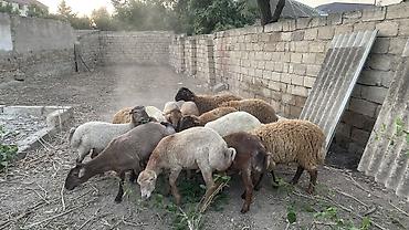 kirpi satisi: Erkək, il: 1, 35 kq, Ətlik, Damazlıq, Ödənişli çatdırılma — 4