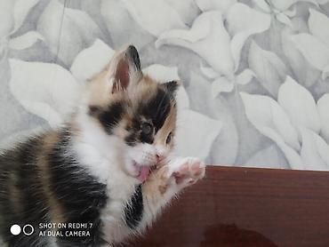 кошки г ош: Отдам в хорошие руки .Много играет,мало кушает. Ещё есть рыжий цвет,и — 6