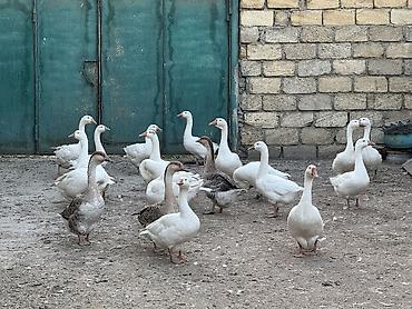 Qırqovul: 6 ayın qazlarıdı arx suyuna mundar suya girməyib 1 dəfədə olsun. Bağlı — 1