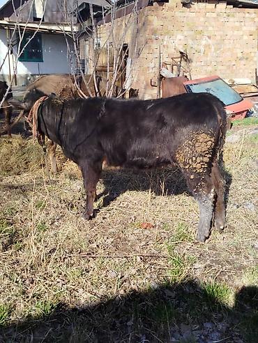 Коровы, быки: Продаю | Тёлка | Полукровка | На откорм | Привязанные — 3