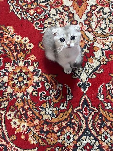 col pisiyi: Britan yastı qulaq, Erkək — 4