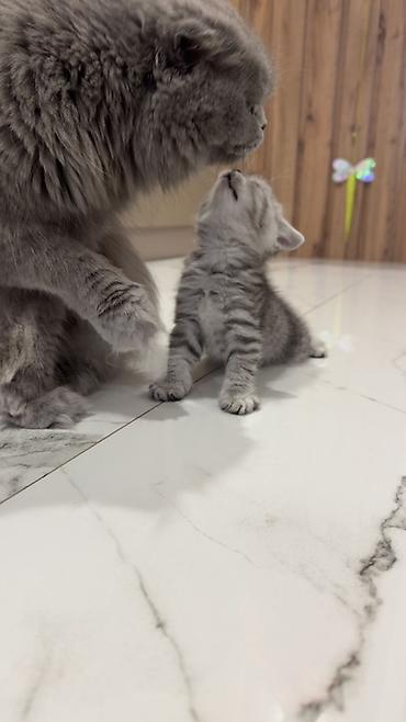 Продажа кошек: Три кошки и один кот Породистые котята серебристого окраса — 18