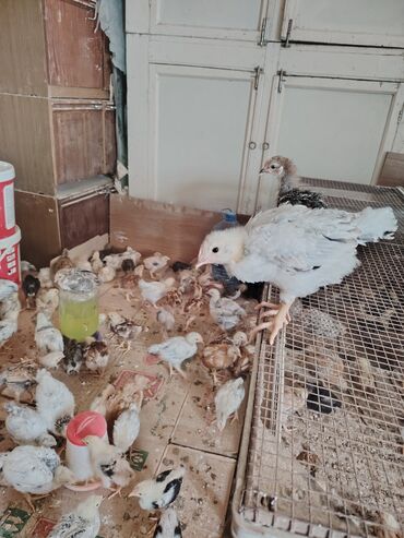 şirin dovşan şəkilləri: Kənd cücələri yerli cücələr 1 ayqlıdılar qiyməti 2.50 çox götürən