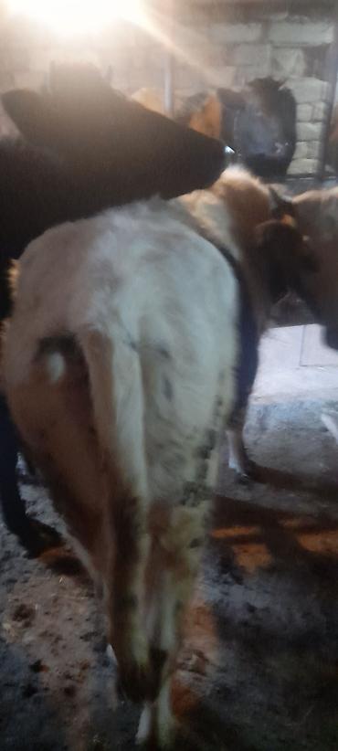 Dana, buzov: Malar satılır 2 dənə sağlamlıq düyədi.1kəsimə yarıyır.qiymət3100 — 8