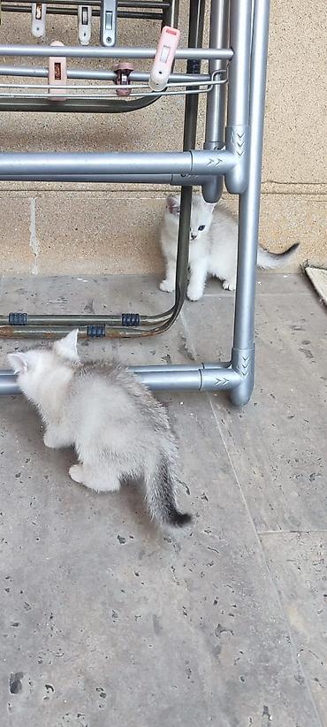 Pişiklər: Britan — 10