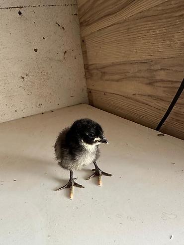 Куры, петухи: Продаю | Инкубационные яйца | Для разведения — 4