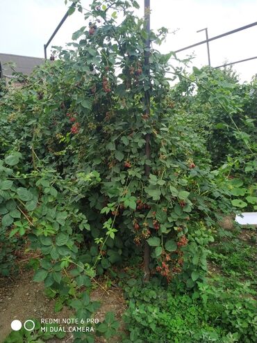 Фрукты и ягоды: ЕЖЕМАЛИНА!!! Продаются саженцы ежемалины. Сорт "Торнфри "( Tornfree) — 2