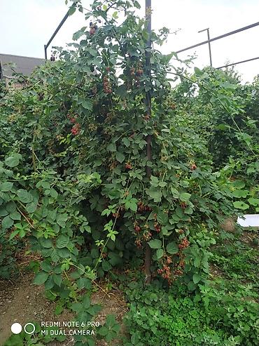 Ежевика: Продаются саженцы ежемалины. Сорт " Торнфри"(Tornfree), без шипов — 2