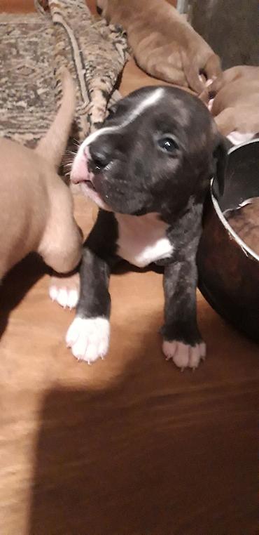 İtlər: Pitbul — 1