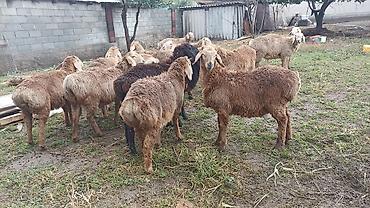 Айыл-чарба жаныбарлары: Сатам | Козу | Токту — 3
