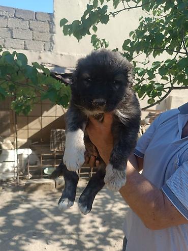 itlər bala: Qafqaz çoban iti, 2 ay, Erkək, Peyvəndli, Rayonlara çatdırılma — 5