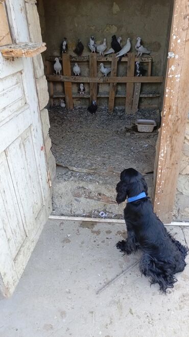 ingilis setter it cinsinin digər adı: Təmiz qan spaniel satlır ova aparılmayıb erkeydir 3 yaşında