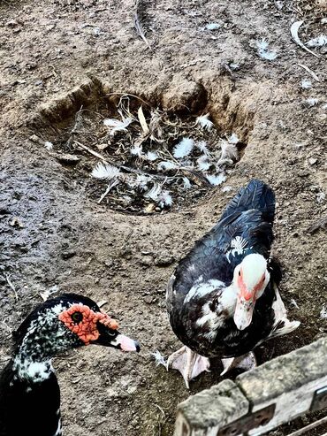 Qazlar: 🦆 🦢 ördək və qaz satılır! ✅ tam sağlam, ev şəraitində bəslənmiş — 5