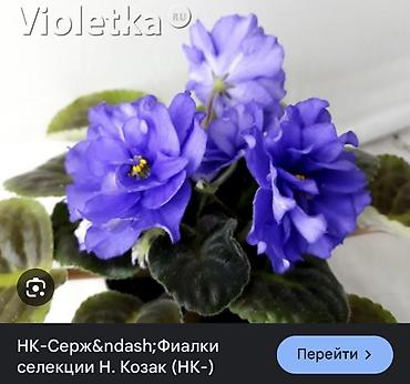 Фиалки и глоксинии: Сортовые фиалки, детки — 5