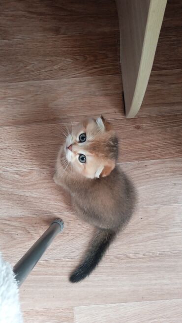 кошка с разными глазами: Скотиш Фолд (Шотландская вислоухая), 2 месяца, Мальчик, Золотая шиншилла, Приучена к лотку, Проглистована