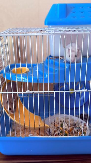 Зоотовары: Hamster üçün tam dəst qəfəs Ağ və boz rəngli sevimli xamyaklardır — 5