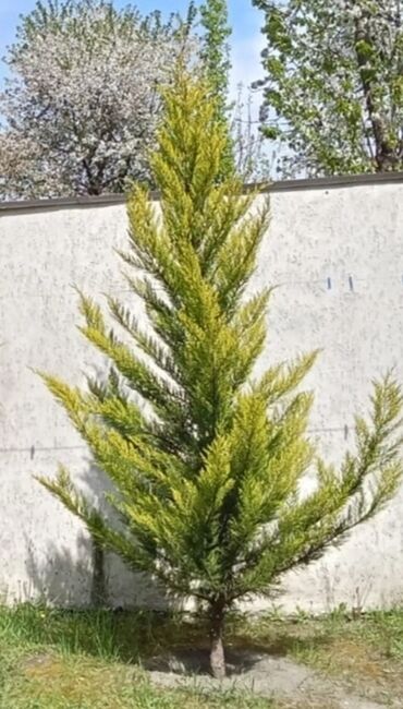 Bitki kökləri: Ağaç 🌲 satılır hündürlüyü 2 metradan yuxarı di. İki ədəddir