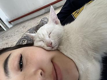 кот сфинкс: Ангорская, 4 месяца, Девочка, Белый, Приучена к лотку — 2